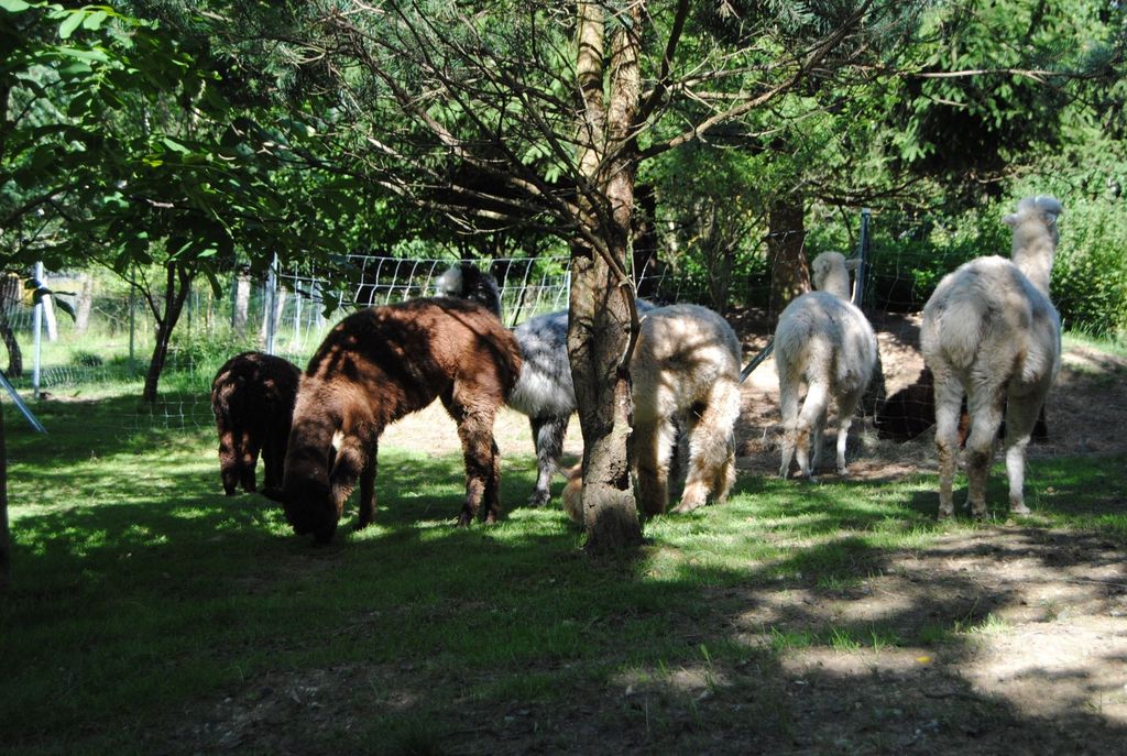 Alpaca time out - surrounded by meadows and trees