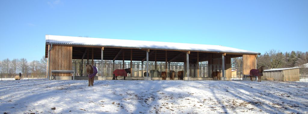 Pastos para caballos en la reserva natural de Lüneburg Heath