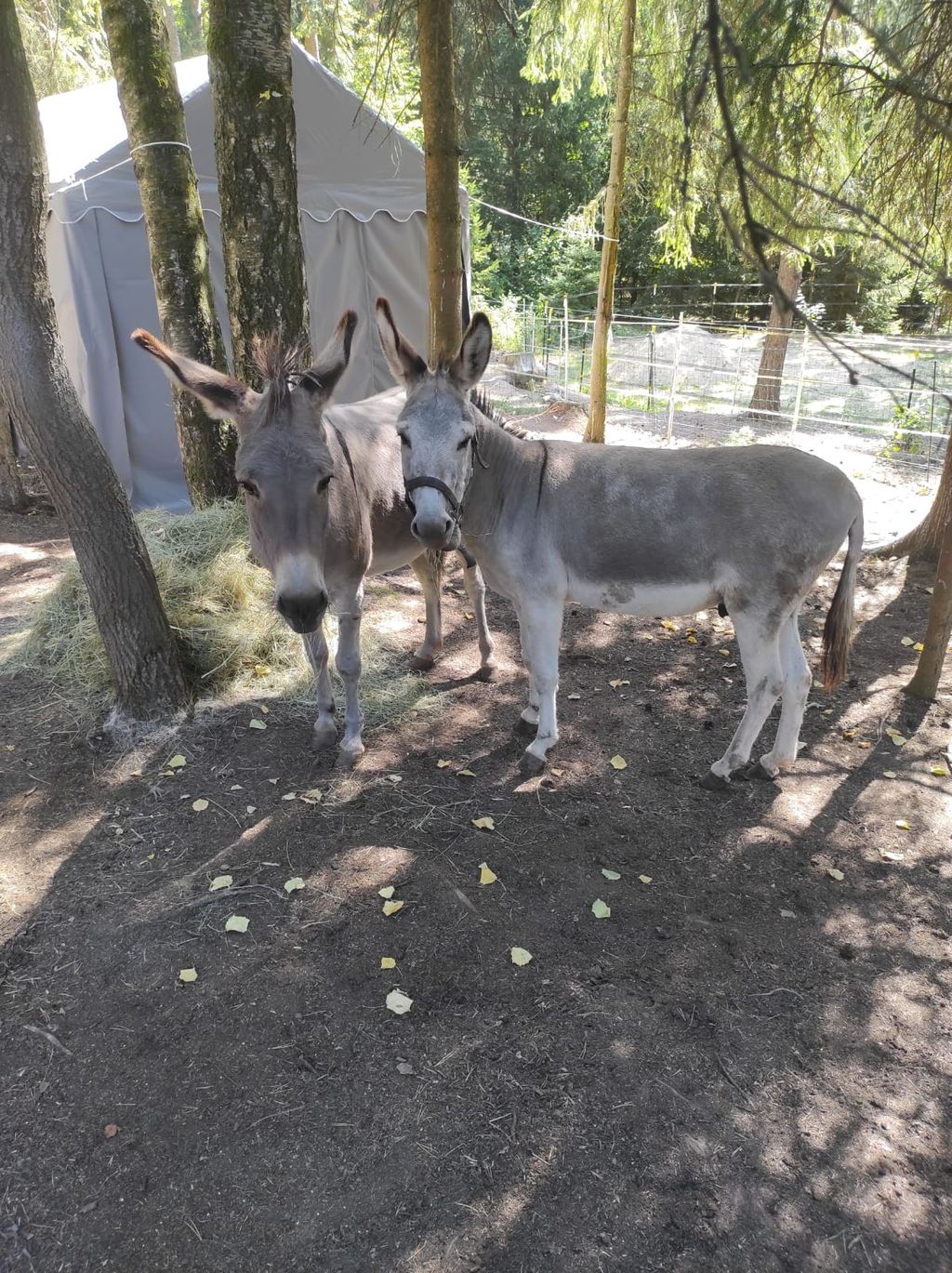 Granja de caballos y refugio para animales junto al río Efer