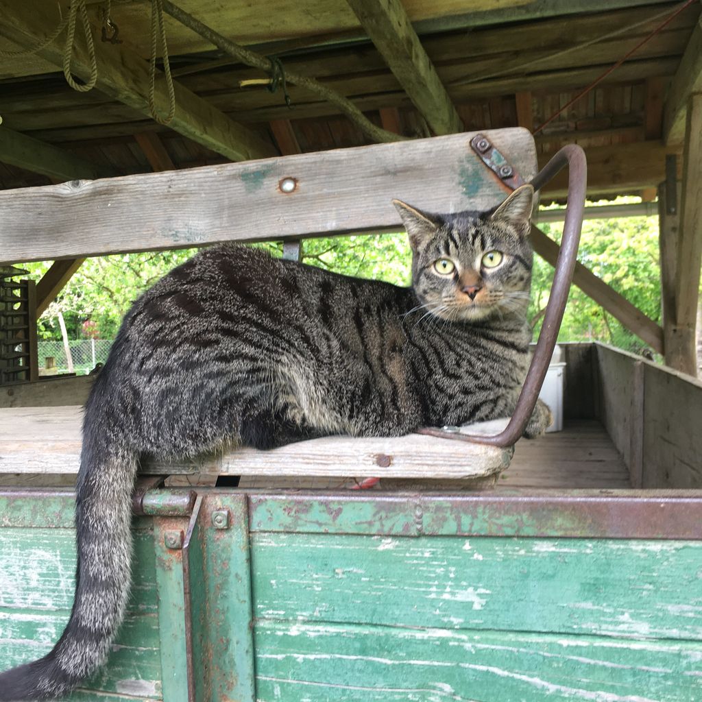 Stellplatz am alten Fischerhaus nahe Wels & Linz