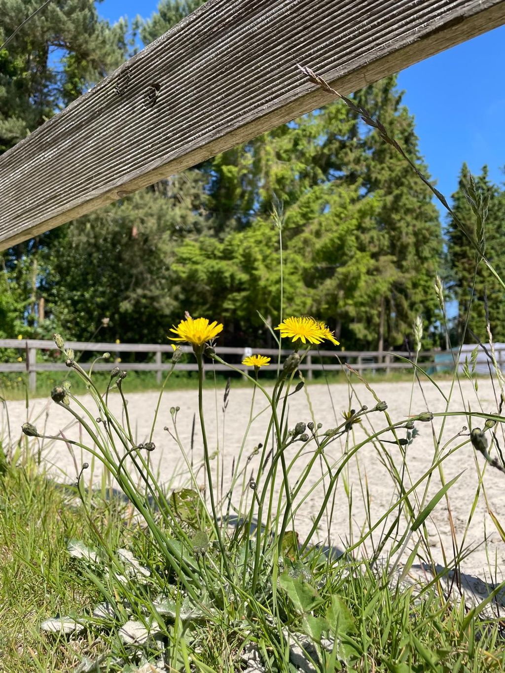 Rancho con caballos y ganado en el canal Ems-Jade