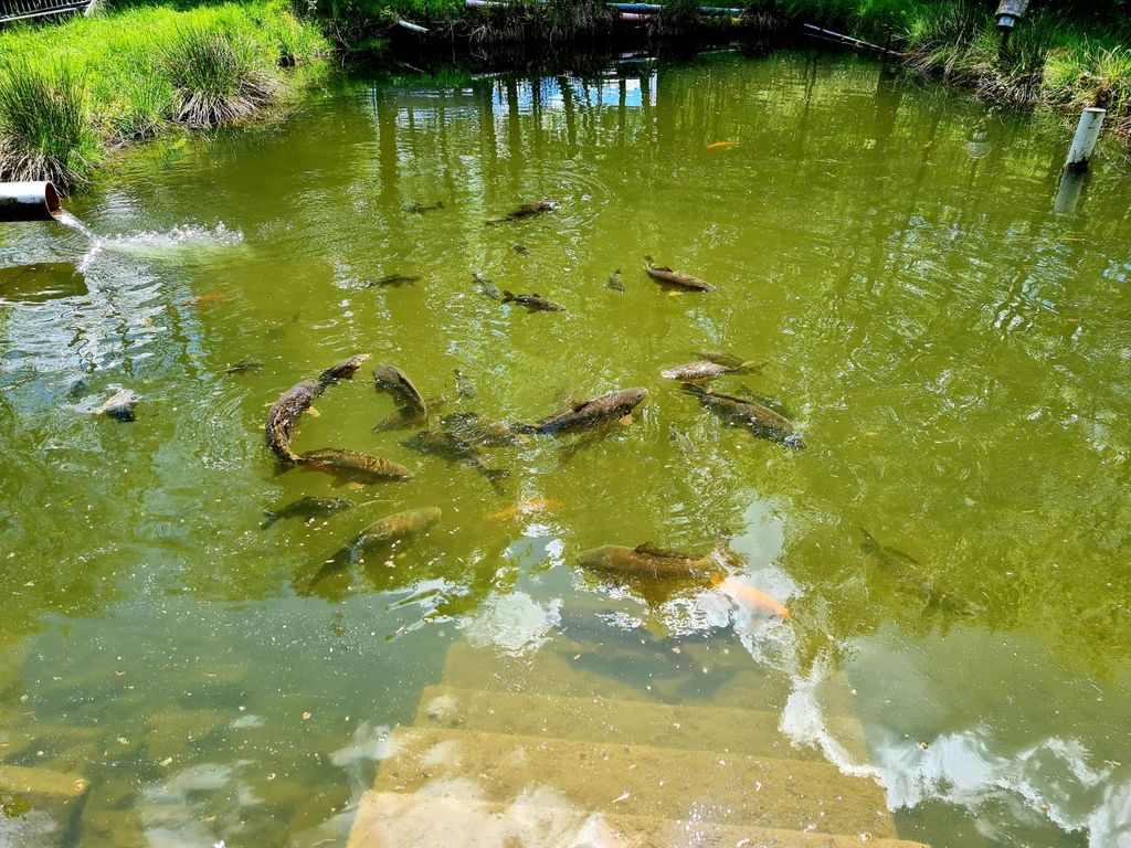 Naturcamping am Weiher – Entspannung pur