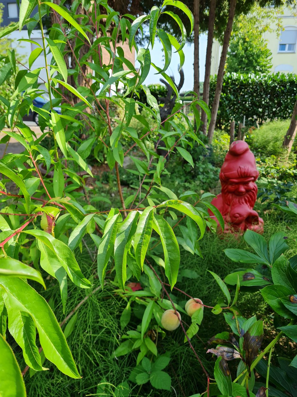 Accamparsi tra gli alberi da frutto o nel cortile