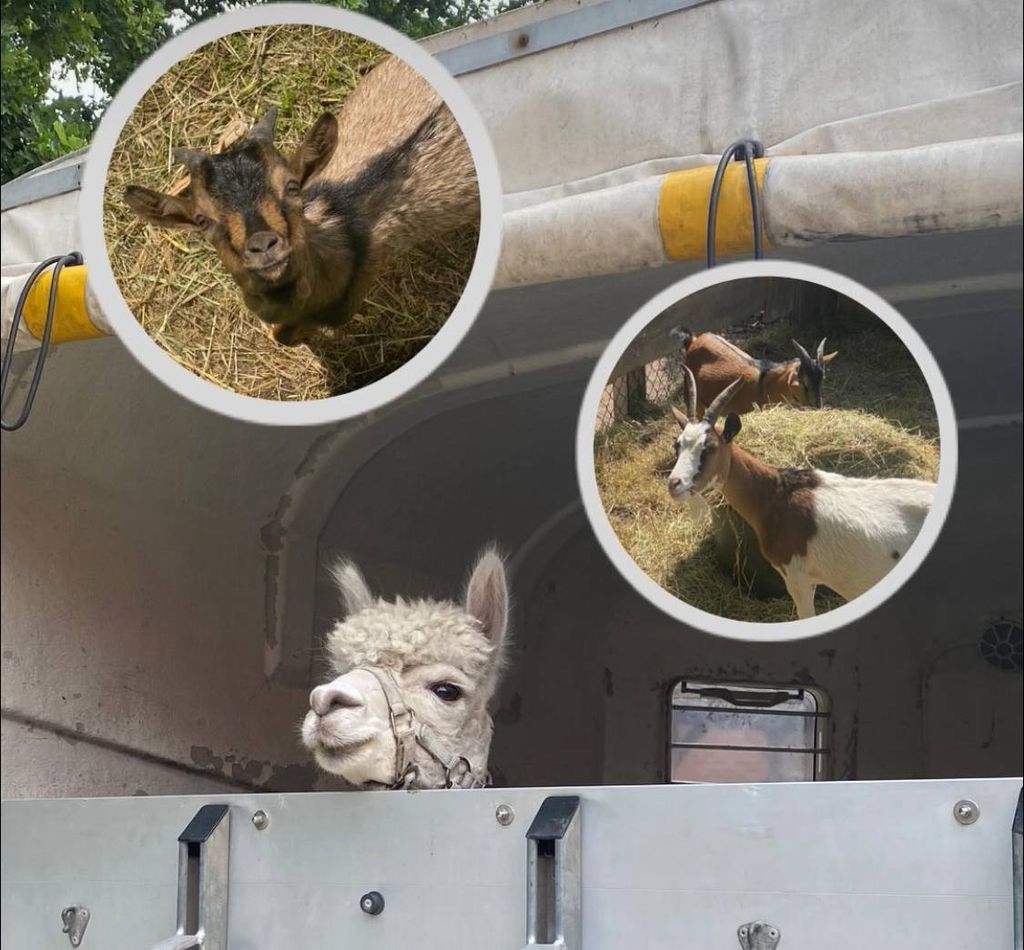 Camp au milieu des animaux & de la nature dans l'Emsland