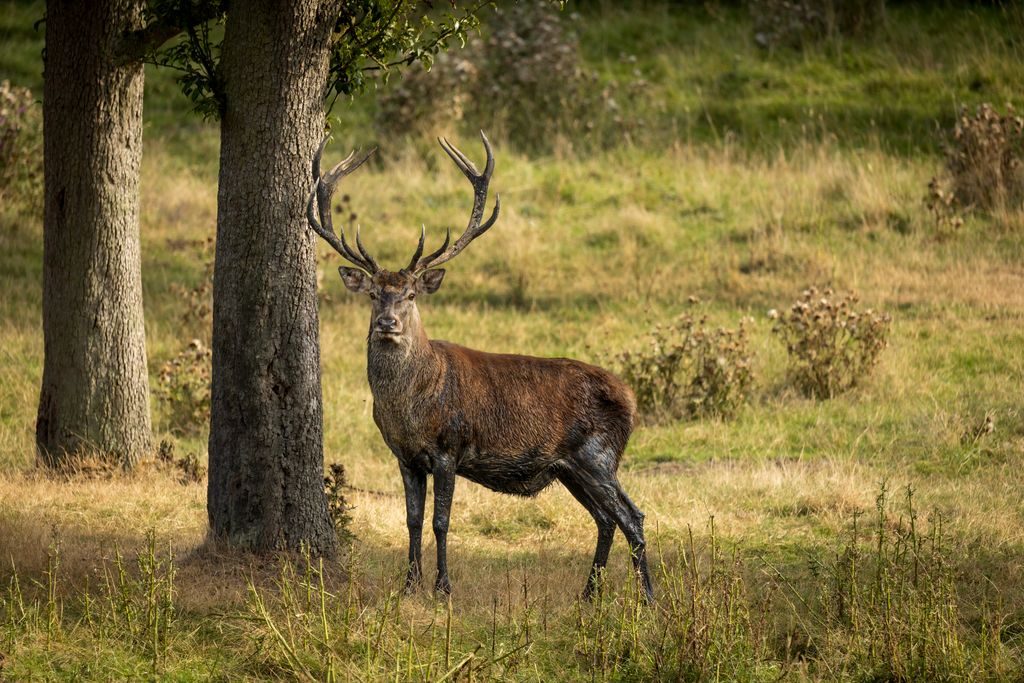 Eingezäunte Obstwiese am Wildgehege/ Bauernhof
