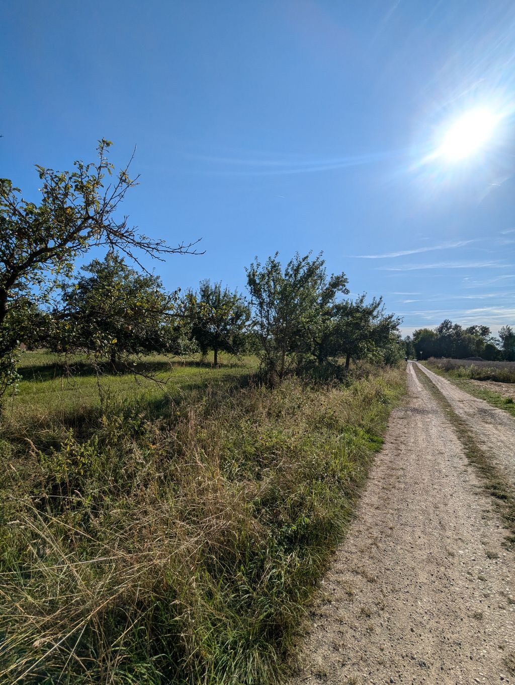 Un paesaggio idilliaco nei pressi di Bamberga, con un laghetto e meli