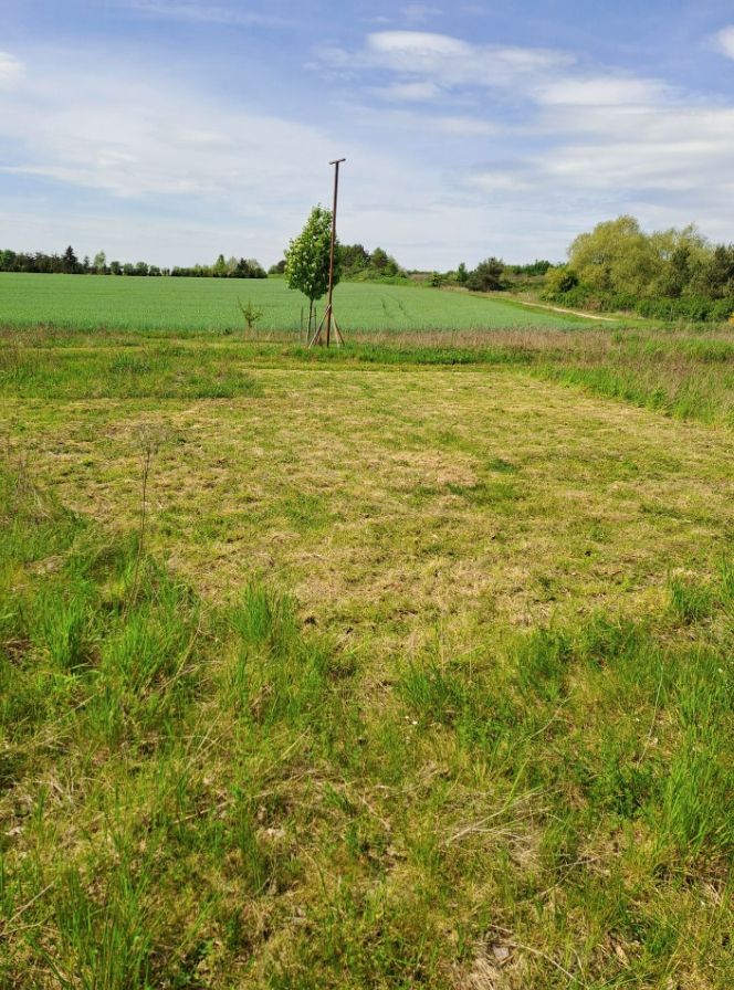 An orchard on the outskirts of a village 