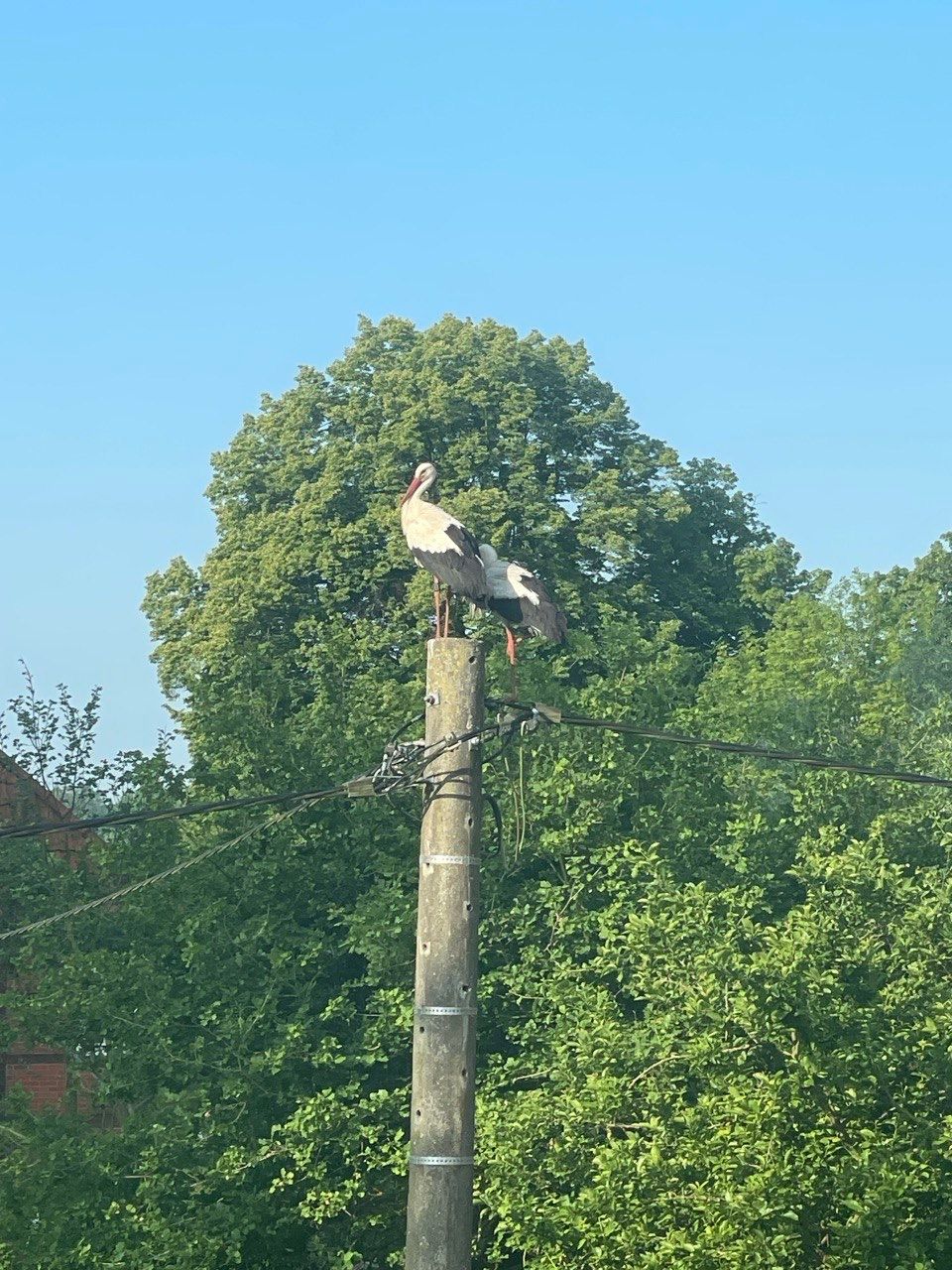 Une campagne calme et idyllique au bord de la digue de l'Elbe