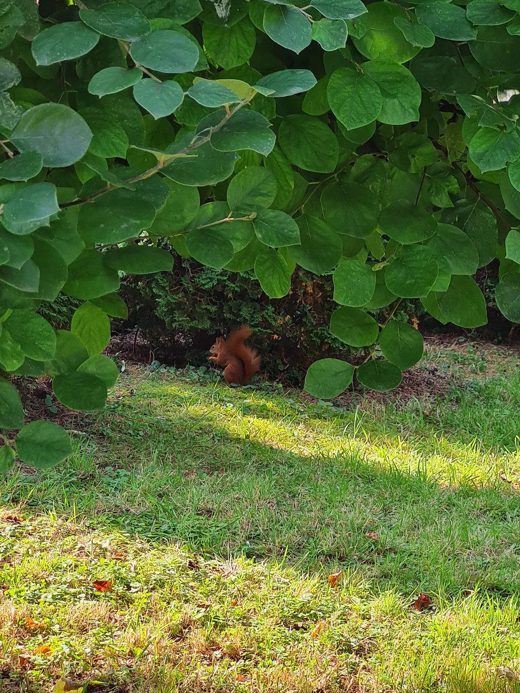 Accamparsi tra gli alberi da frutto o nel cortile