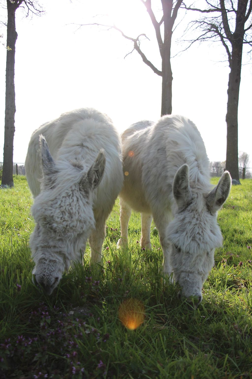 La casita en el bosquecillo
