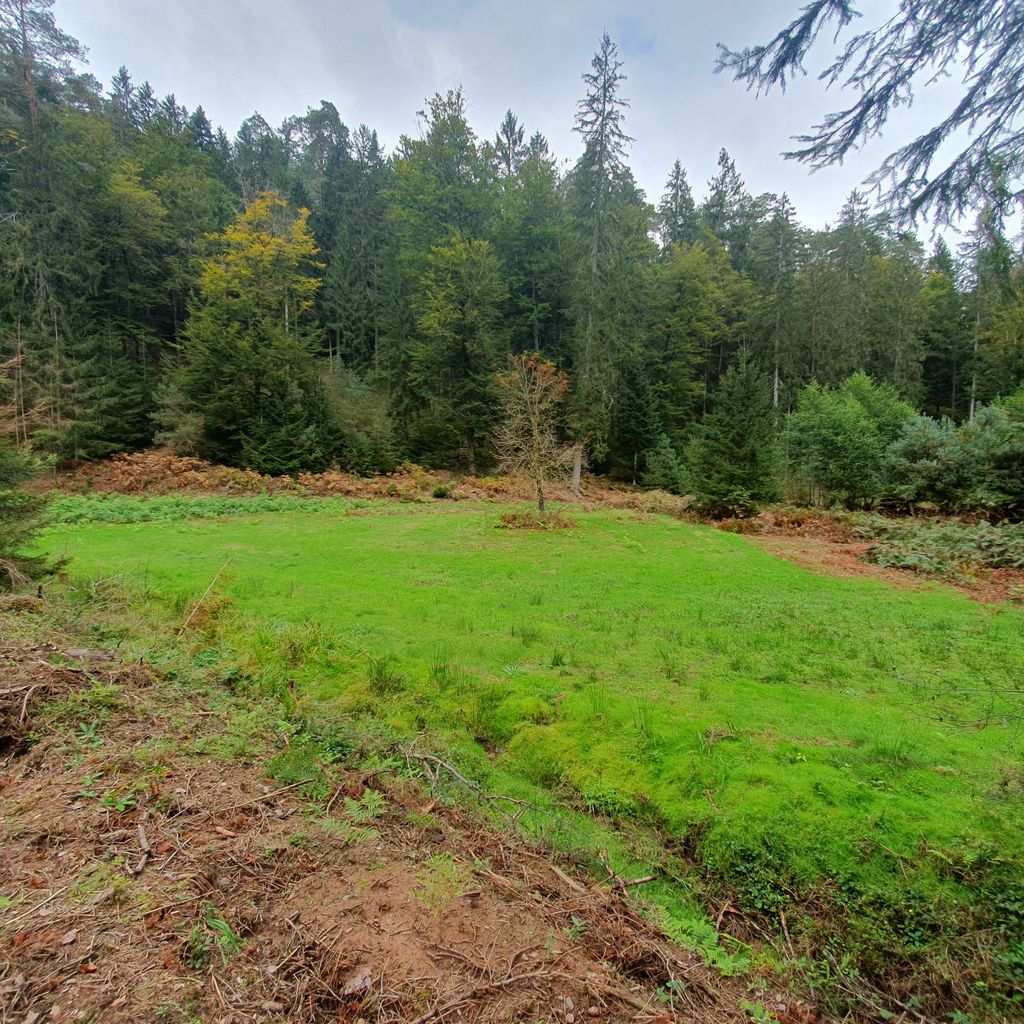 Terrain de camping "Waldruhe" dans la forêt du Palatinat
