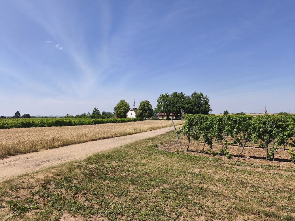 Camping au domaine viticole - au milieu des vignes !