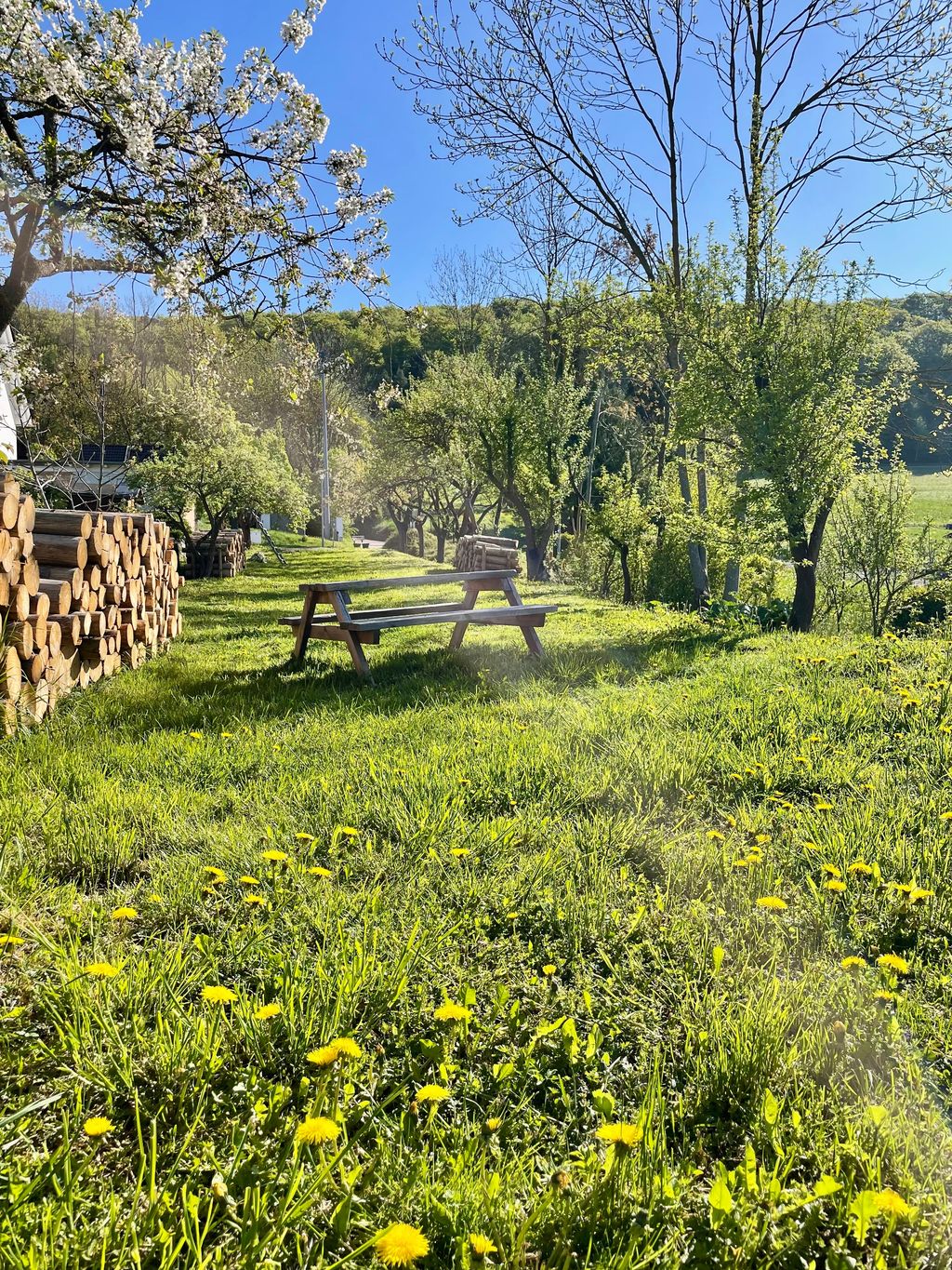 Pitch under fruit trees in Eichsfeld