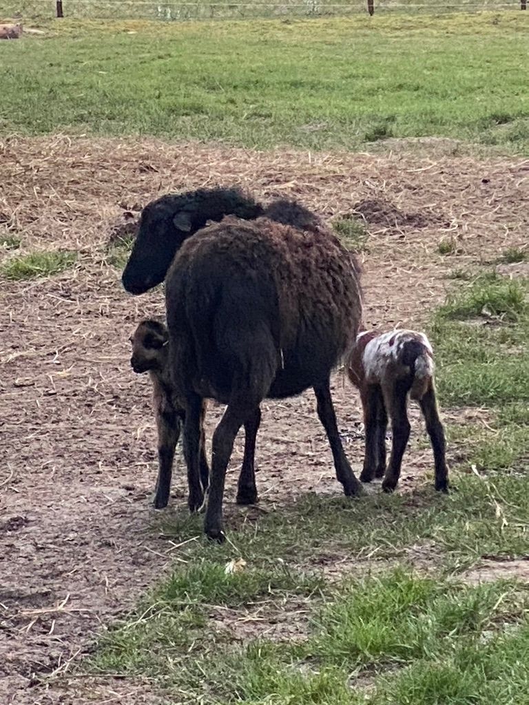 entspannt in der Wiese dem Alltag entfliehen