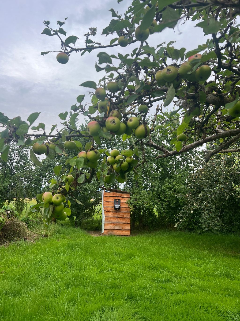 Acampada bajo los árboles frutales en Weserbergland