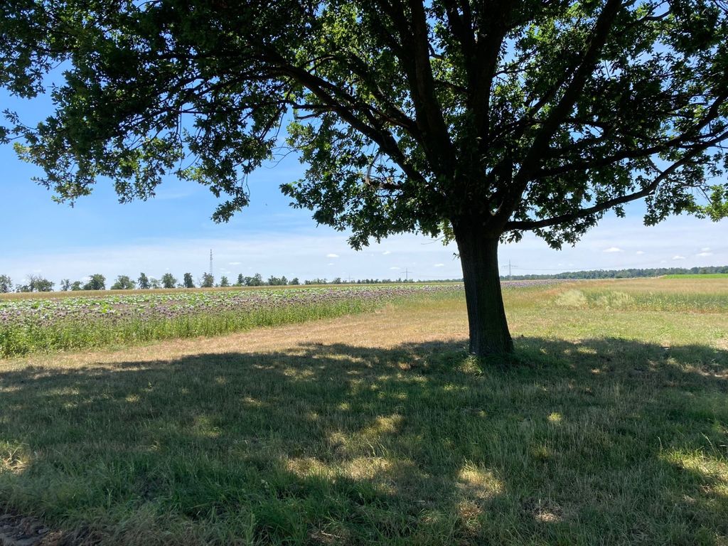 Platz unter der Eiche und umgeben von Feldern