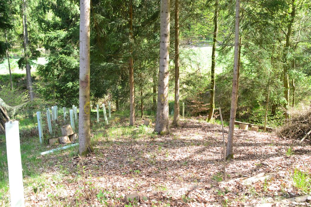 Find your forest adventure