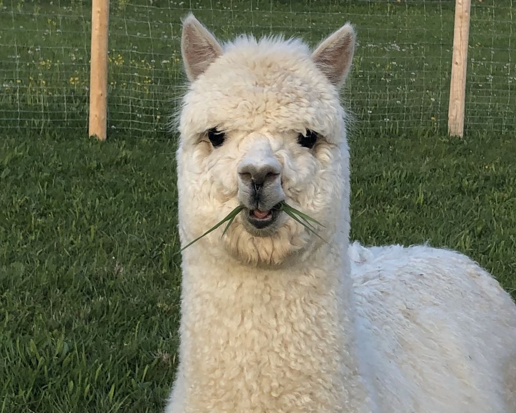 Idílica ubicación aislada con las alpacas