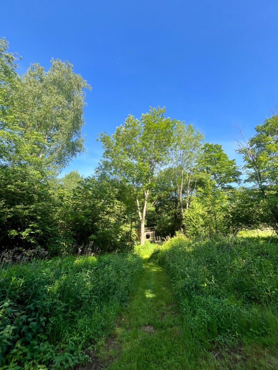 Small clearing - forest pitch on the edge of the Westerwald