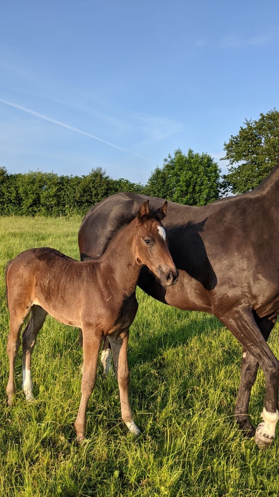 Pâturage pour chevaux avec vue sur le Bergische Land