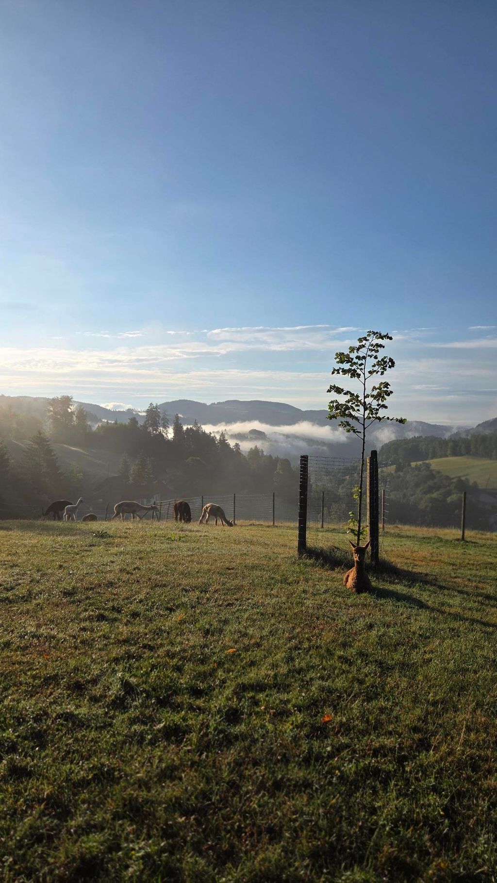 Wohnmobilstellplatz am Biohof mit Aussicht