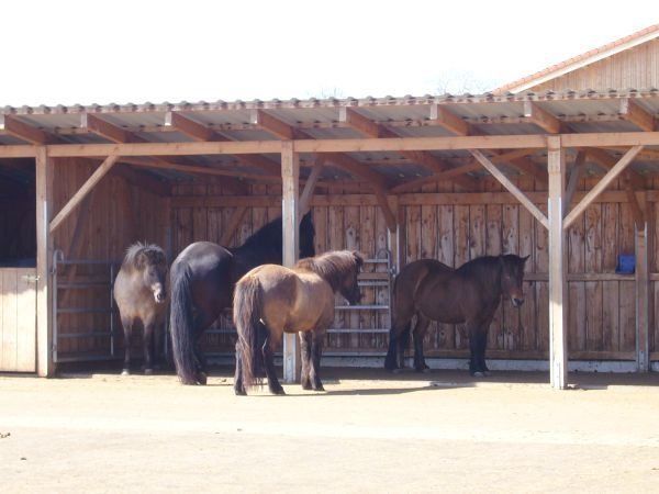 Camping at the horse/therapy farm Lillemor /Ostallgäu