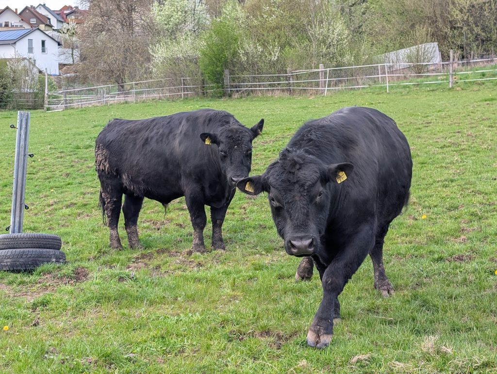 Bauernhof-Idylle: Camping auch mit deinem Pferd