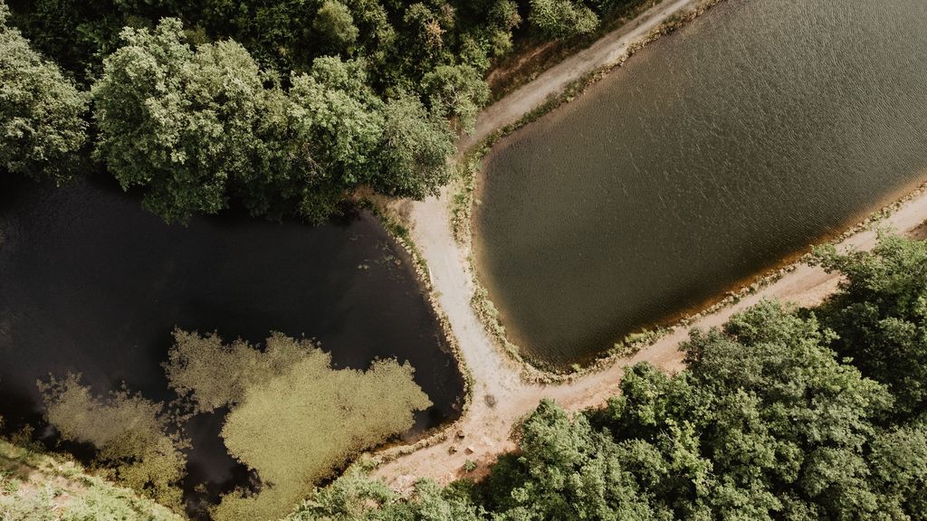 Acampar junto a un lago cristalino en el denso bosque del Palatinado