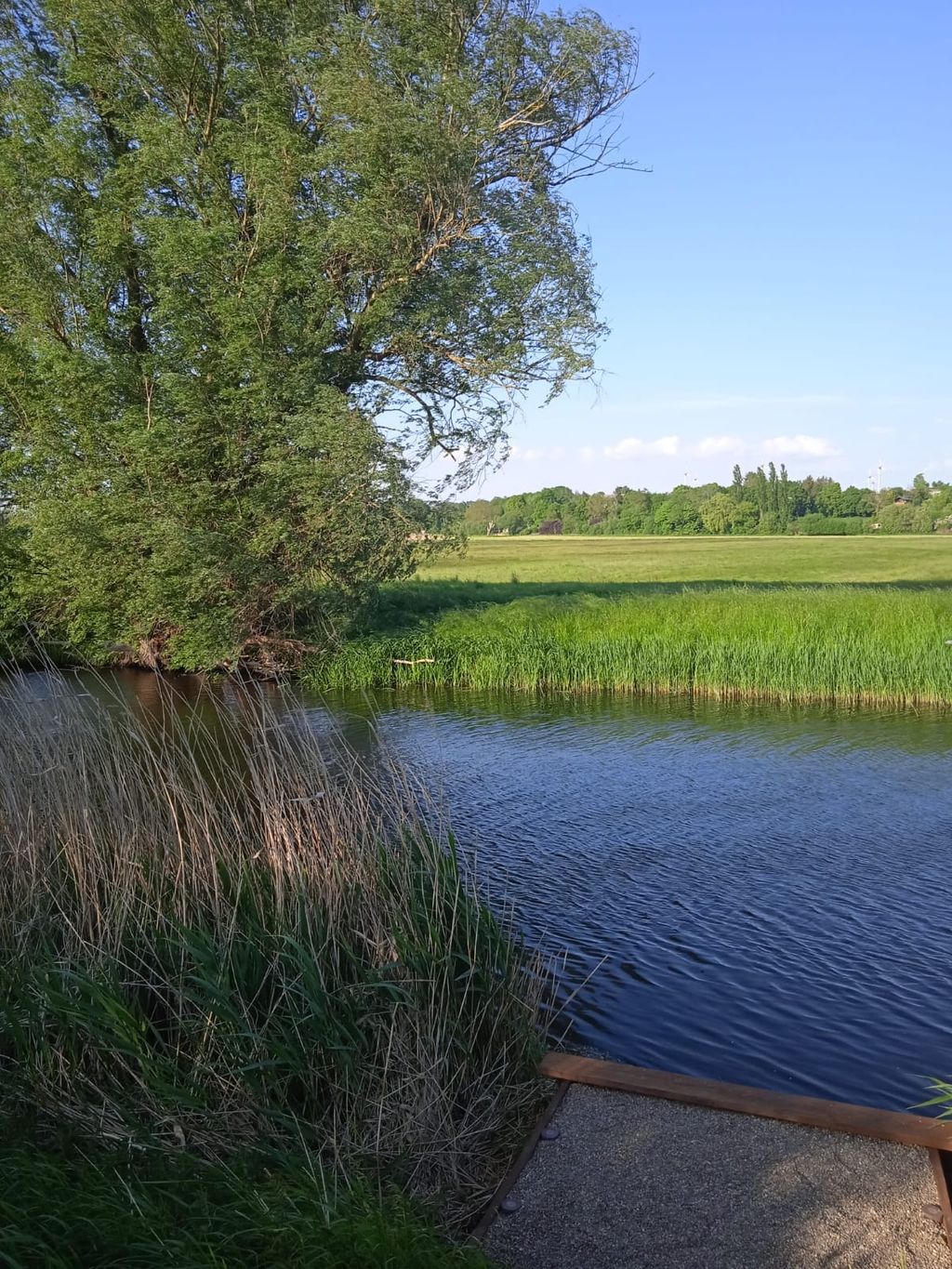 Prato naturale nella valle Tollensetal vicino all'acqua
