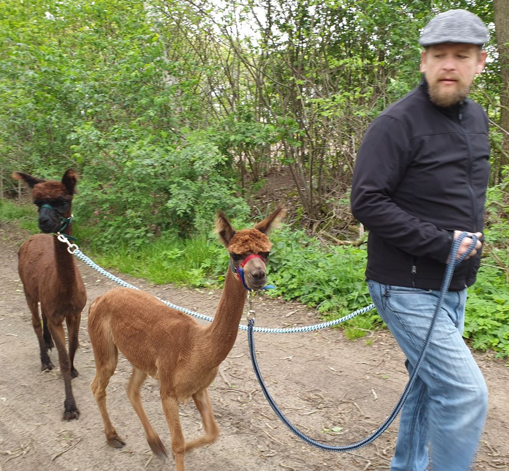 Alpaca camping on the farm