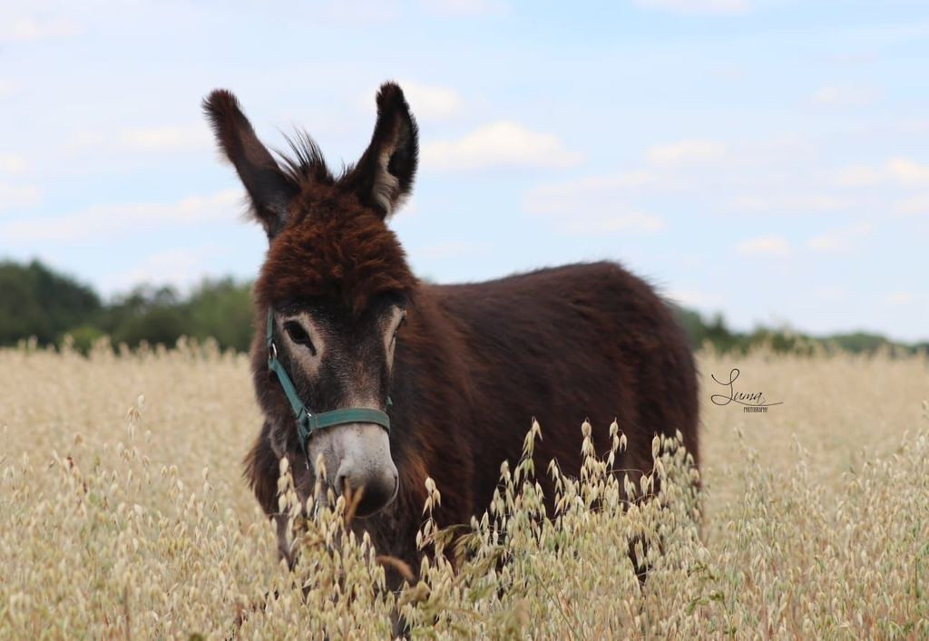 Naturnahe Campingwiese in tierischer Nachbarschaft