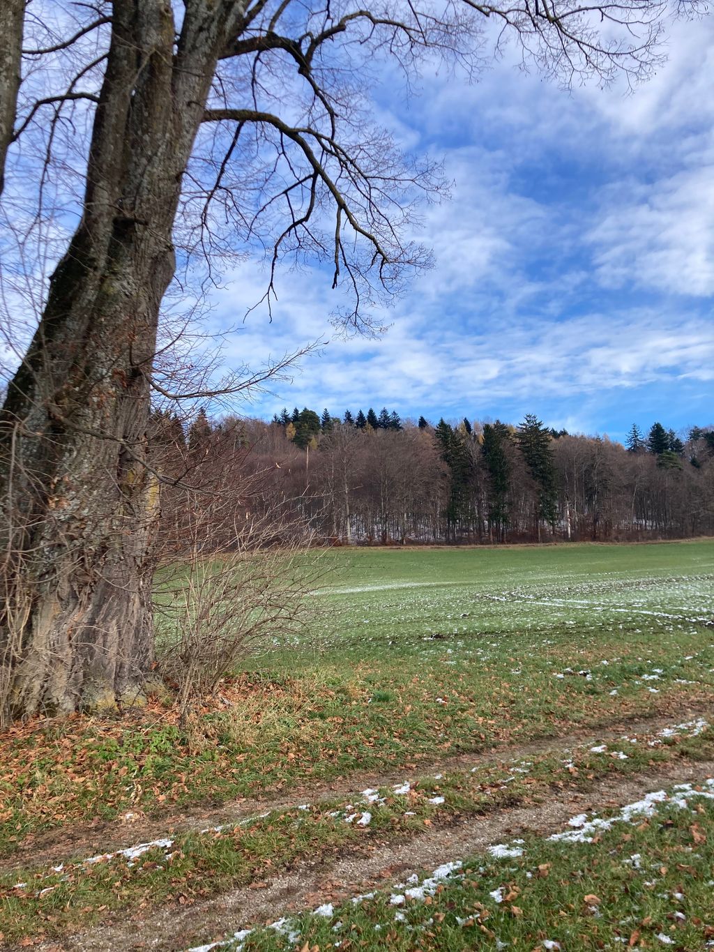 Idylle unter der Linde zwischen Wiesen und Feldern
