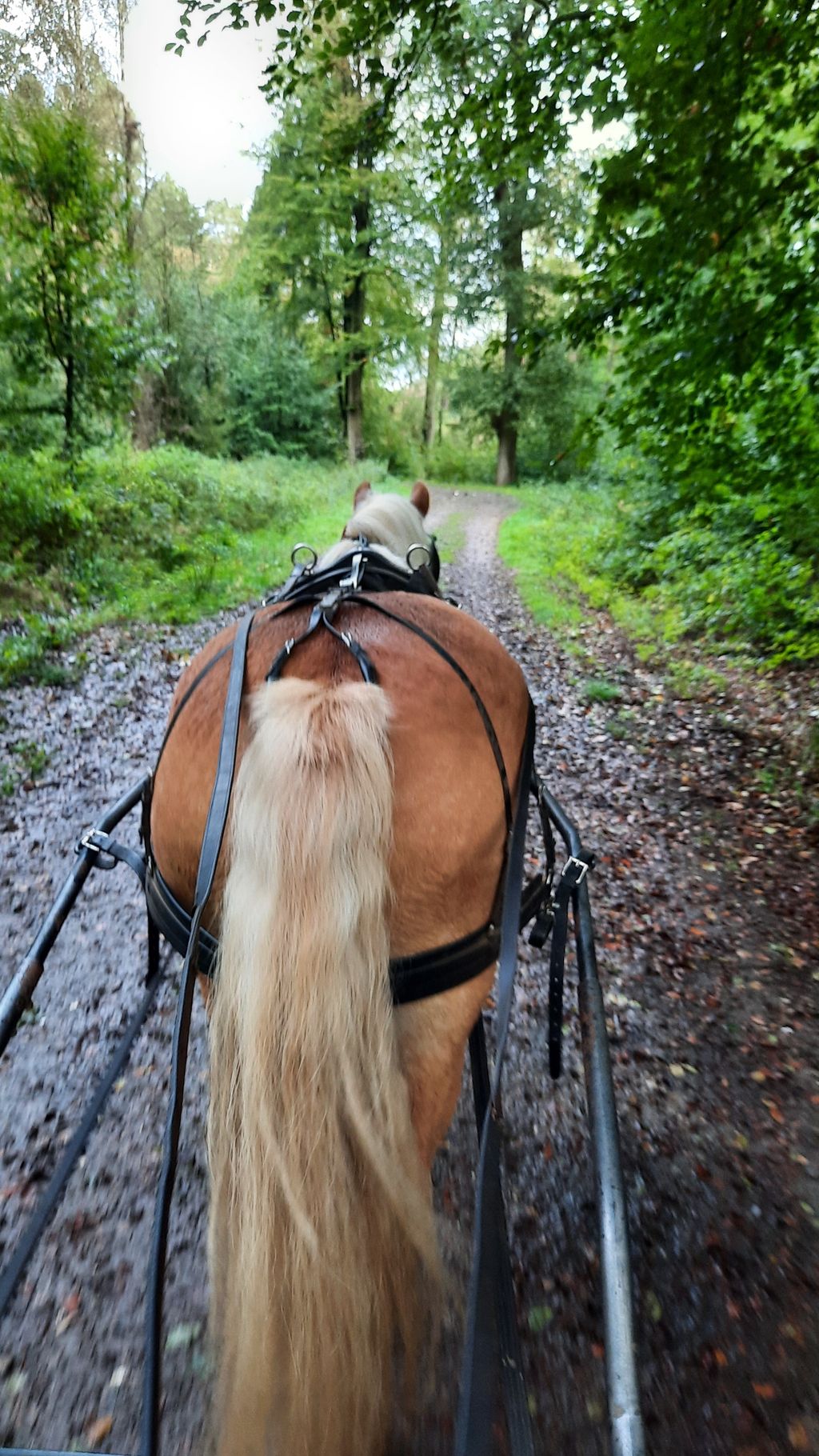 Am Hof im schönen Ammerland Ponys und Pferden