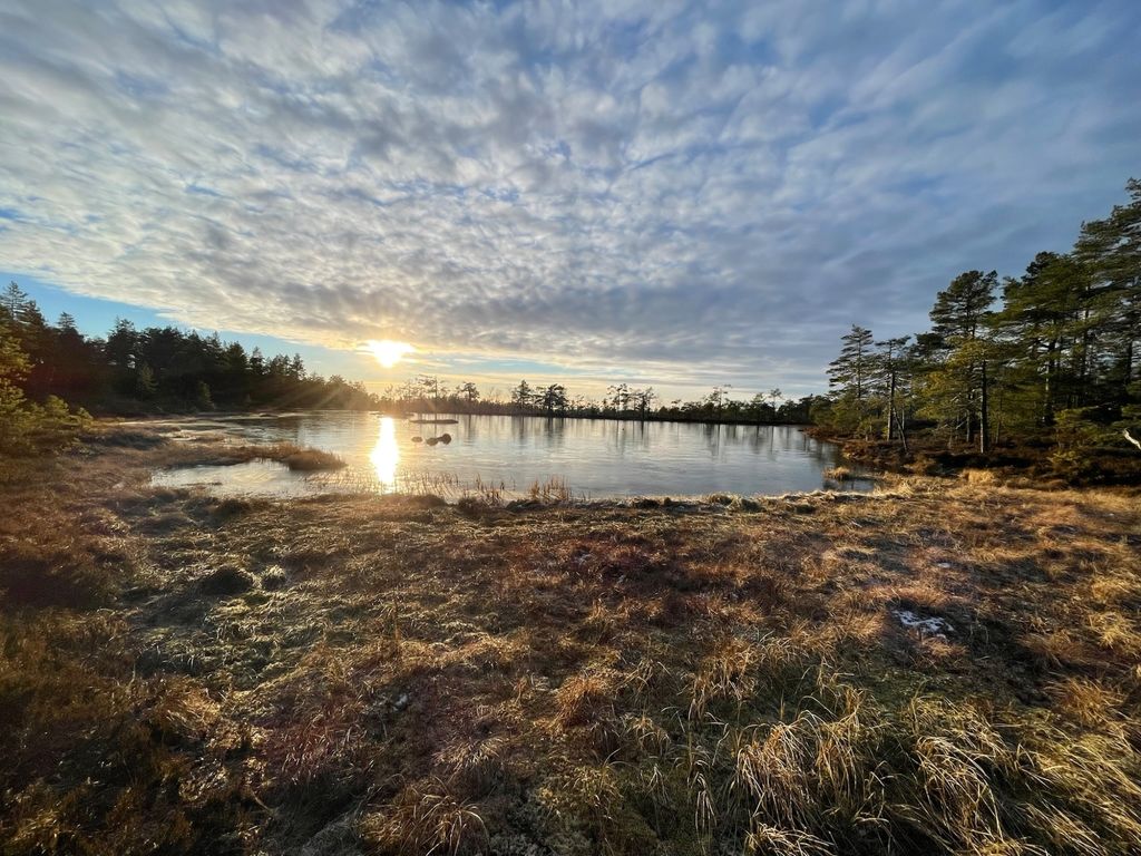 Idillio da sogno in mezzo alla foresta in Svezia
