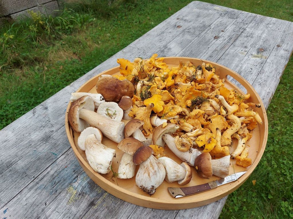 Piccola stuga/casa Rolig Räv in Svezia