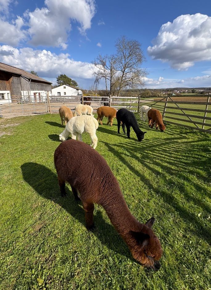 Camping at the Alpaca Farm: Your Weekend Getaway