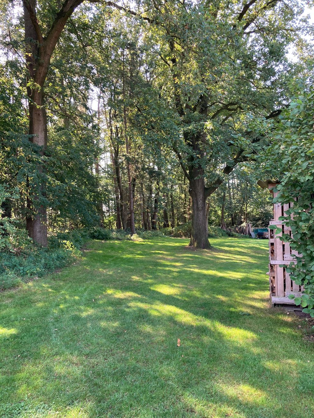 Prato ai margini del bosco - ideale per chi ha un cane