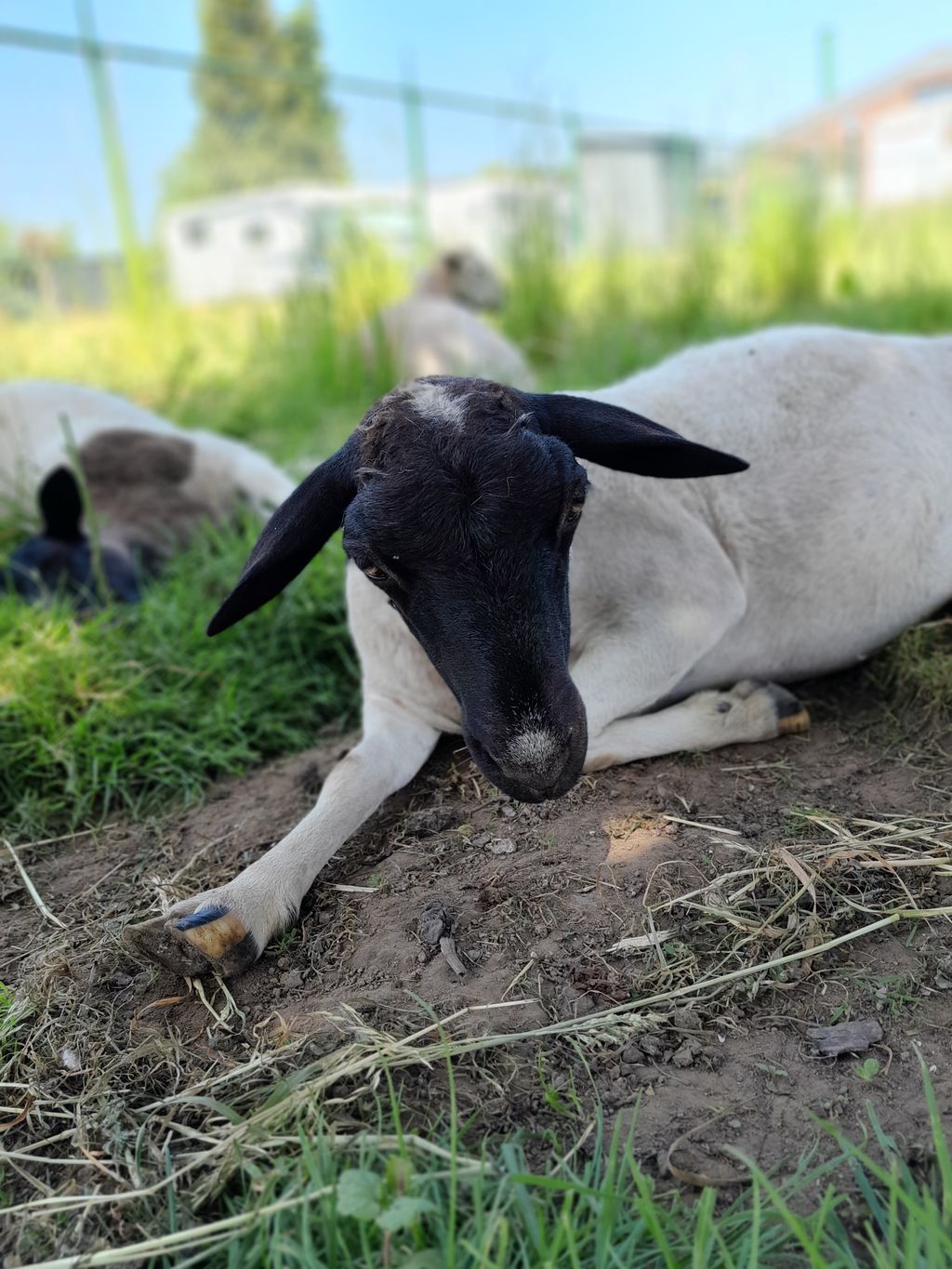 Fattoria degli animali nel Parco Naturale Schwalm-Nette