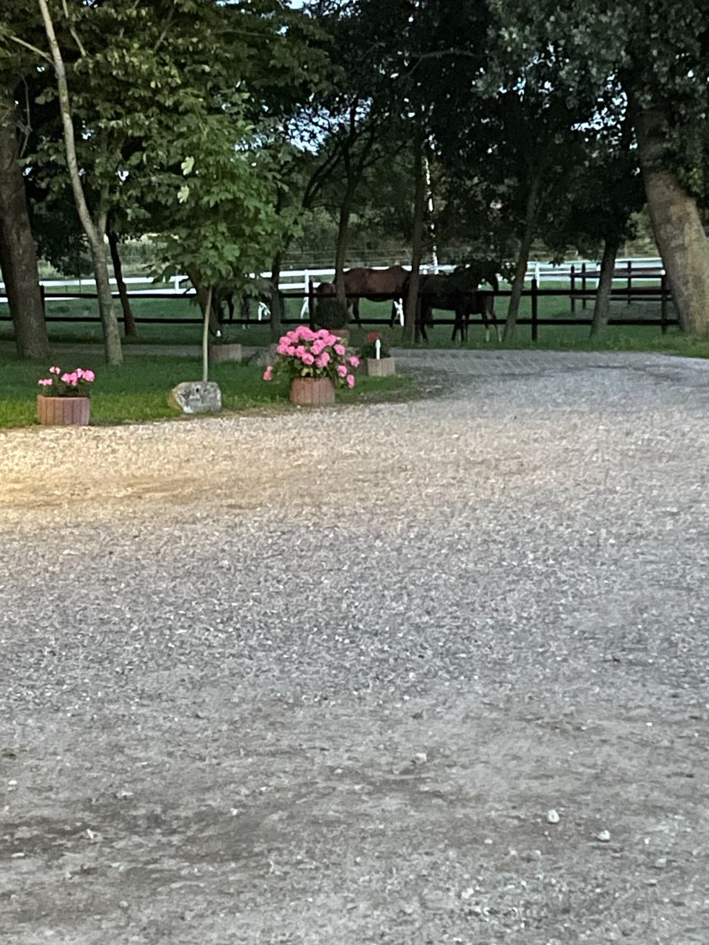Horse farm in the north of North Friesland