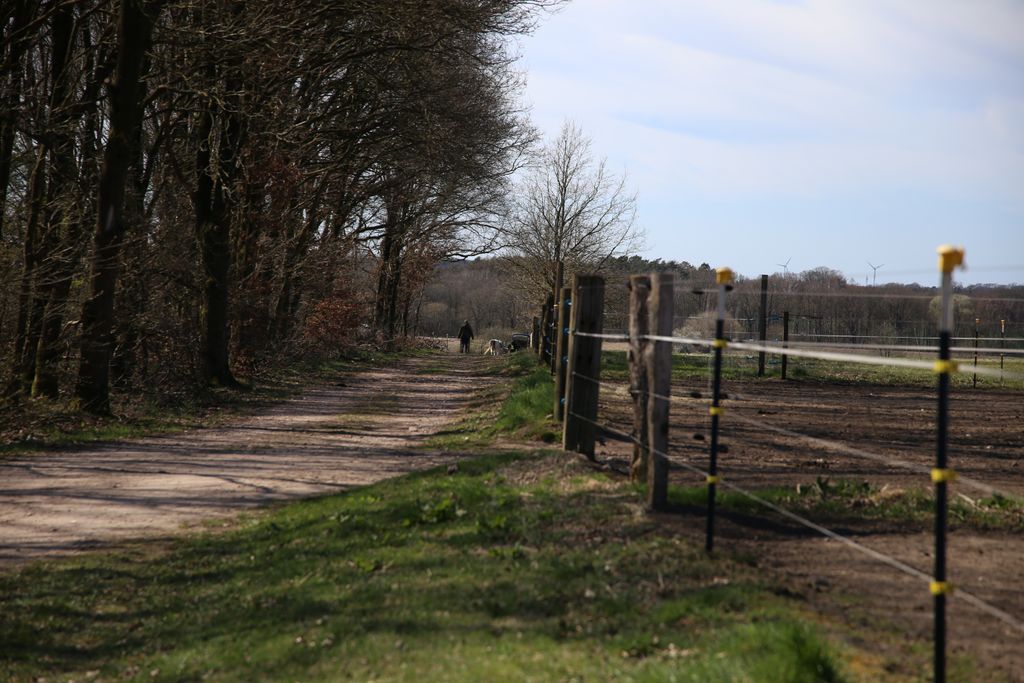 Pastos para caballos en la reserva natural de Lüneburg Heath