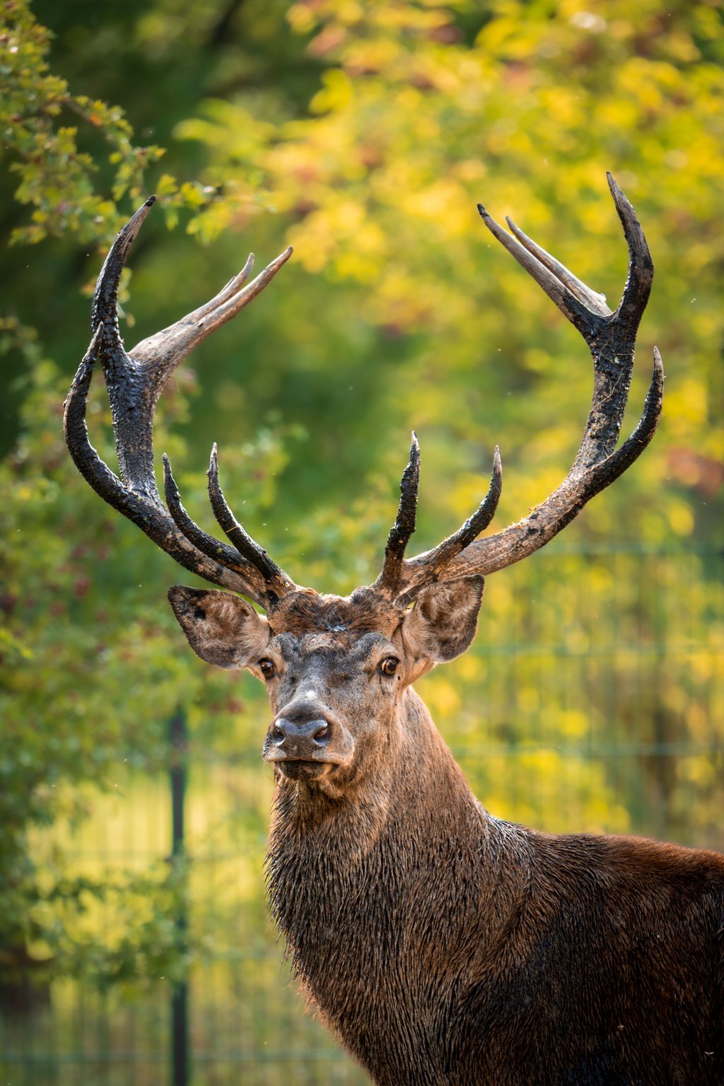 Eingezäunte Obstwiese am Wildgehege/ Bauernhof