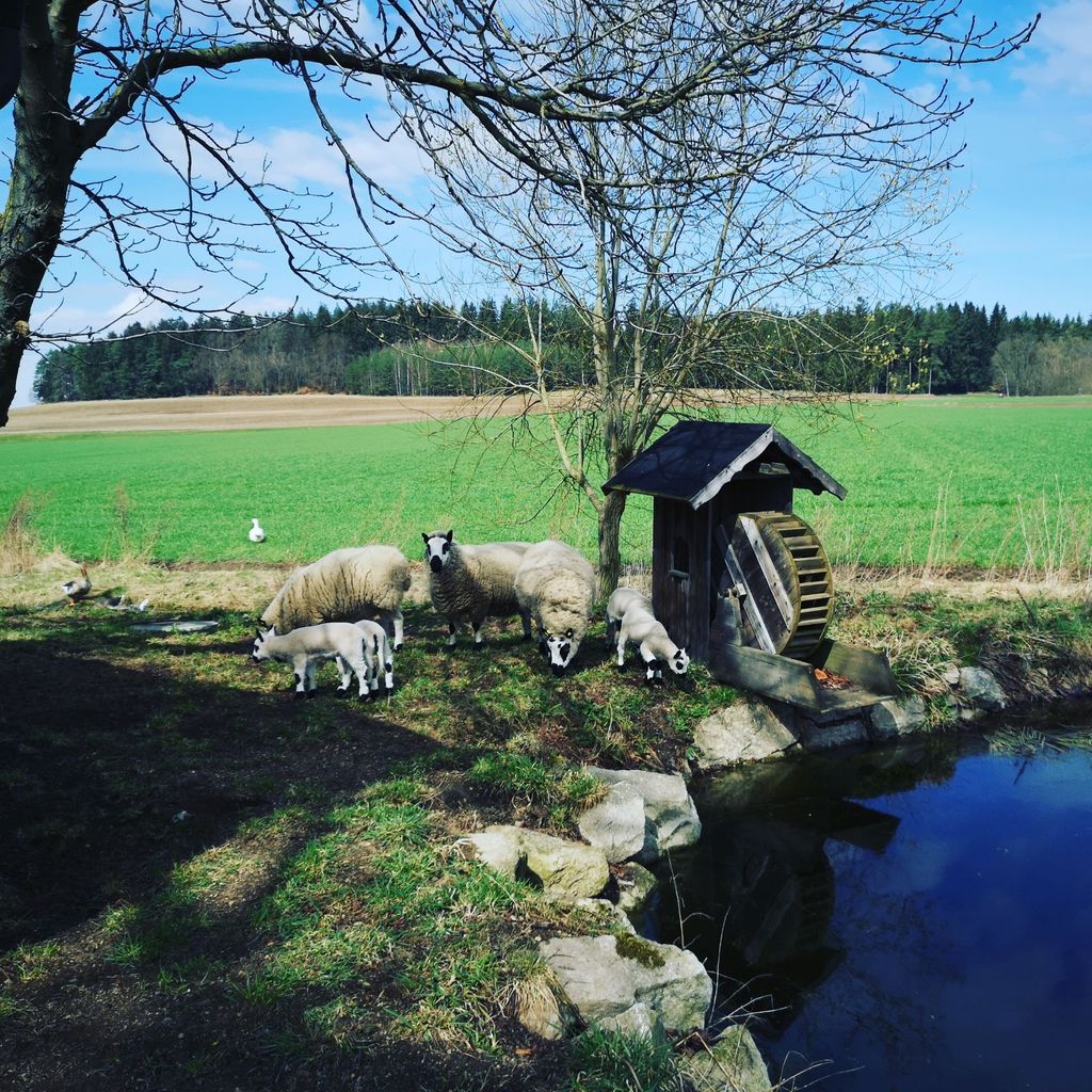 Familienfreundlicher Bauernhof direkt am Wald