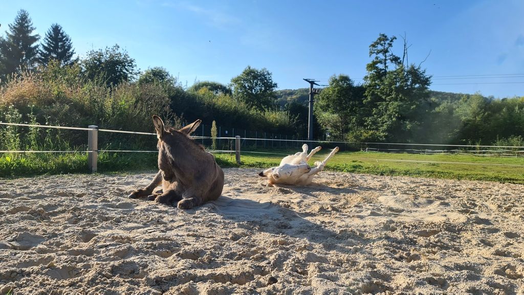 Auszeit auf dem Eselhof-Wetterau