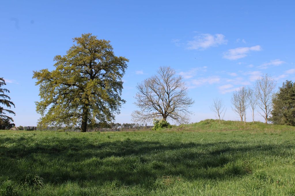 Campeggio sull'isola della foresta