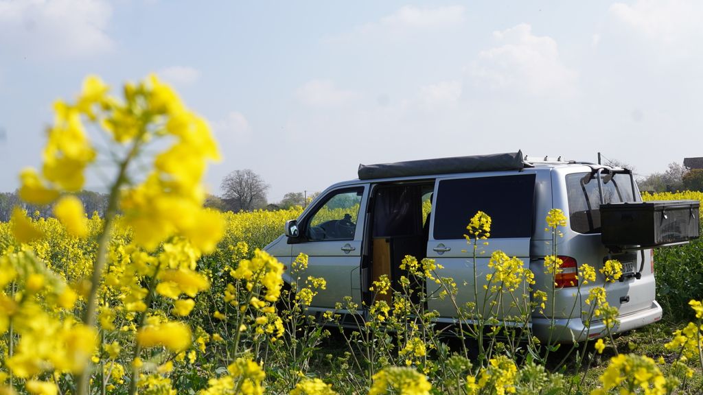 Camping in a rapeseed field