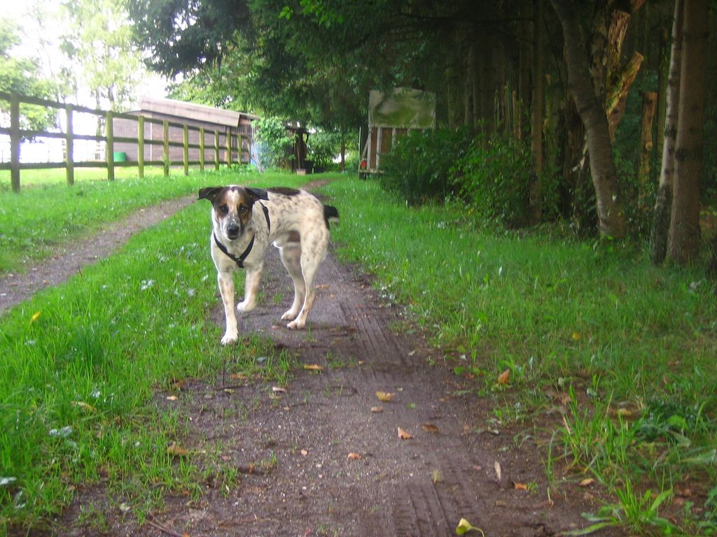 Tranquilo, hermoso lugar cerca del bosque