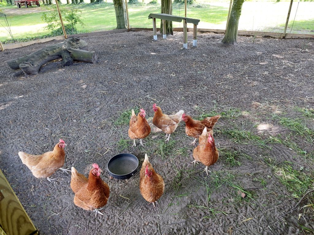 Emplacement dans la verdure près de Walsrode avec animaux