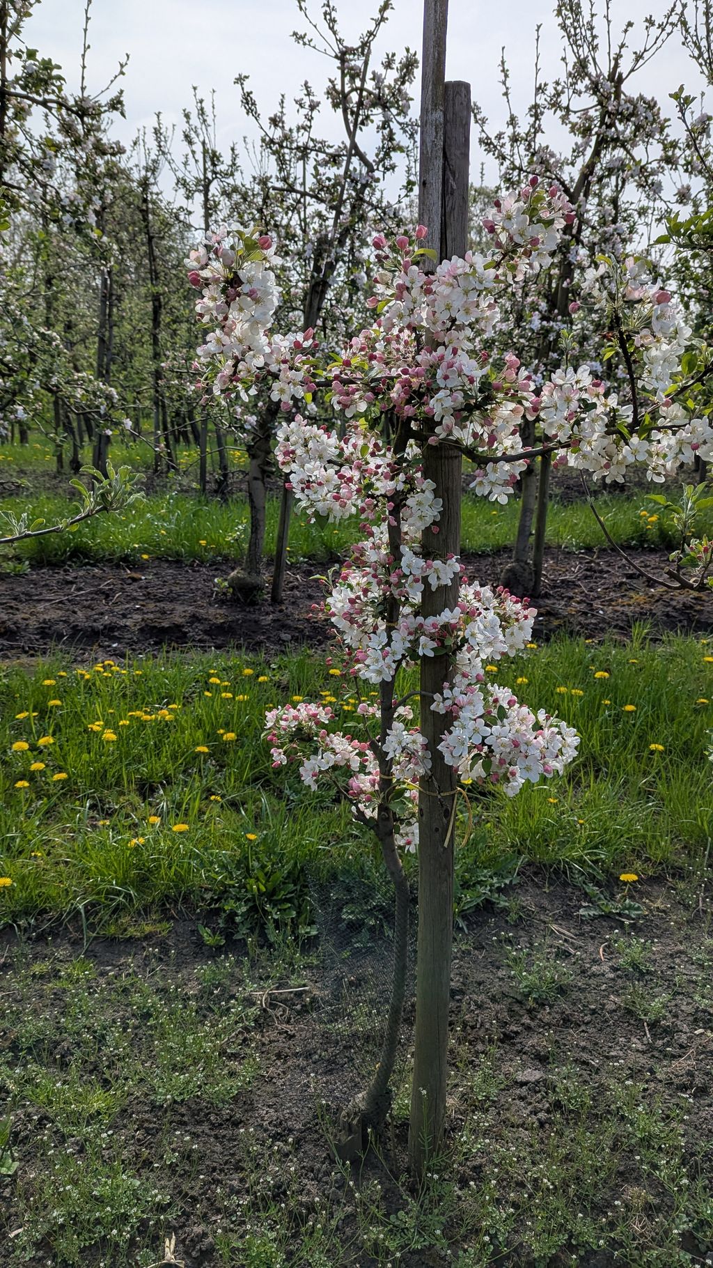 Campen auf unserer Apfelplantage 