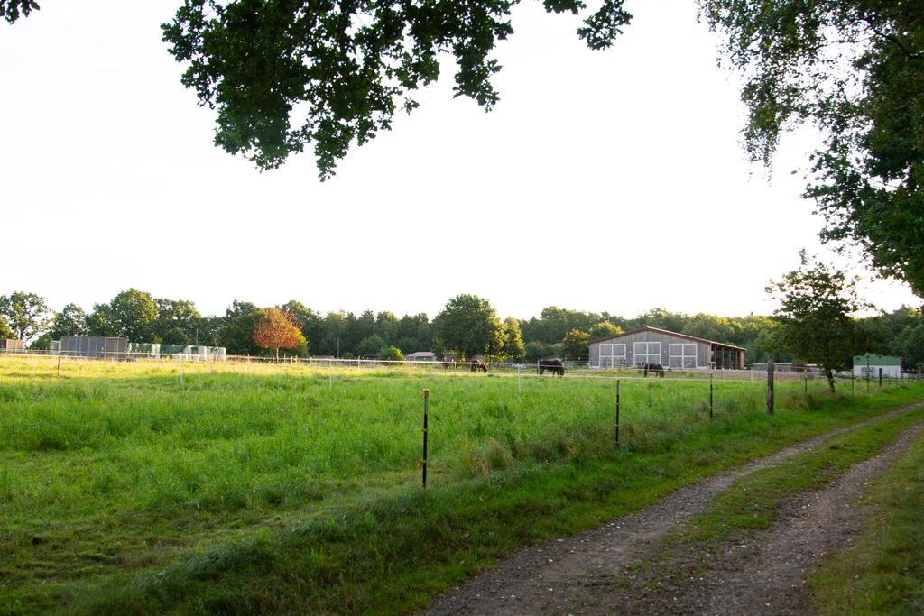 Pastos para caballos en la reserva natural de Lüneburg Heath