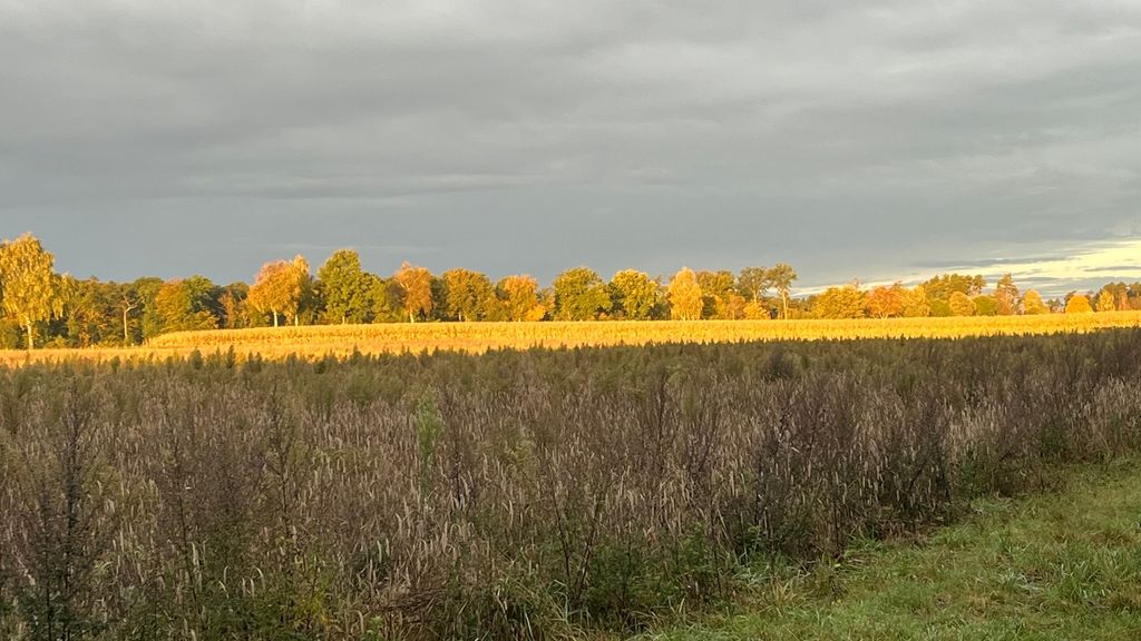 Prato naturale presso il recinto dei daini: tranquillità e vista sulle cicogne